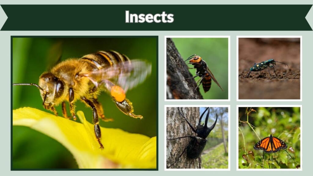  Insects