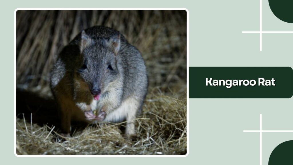 Kangaroo Rat