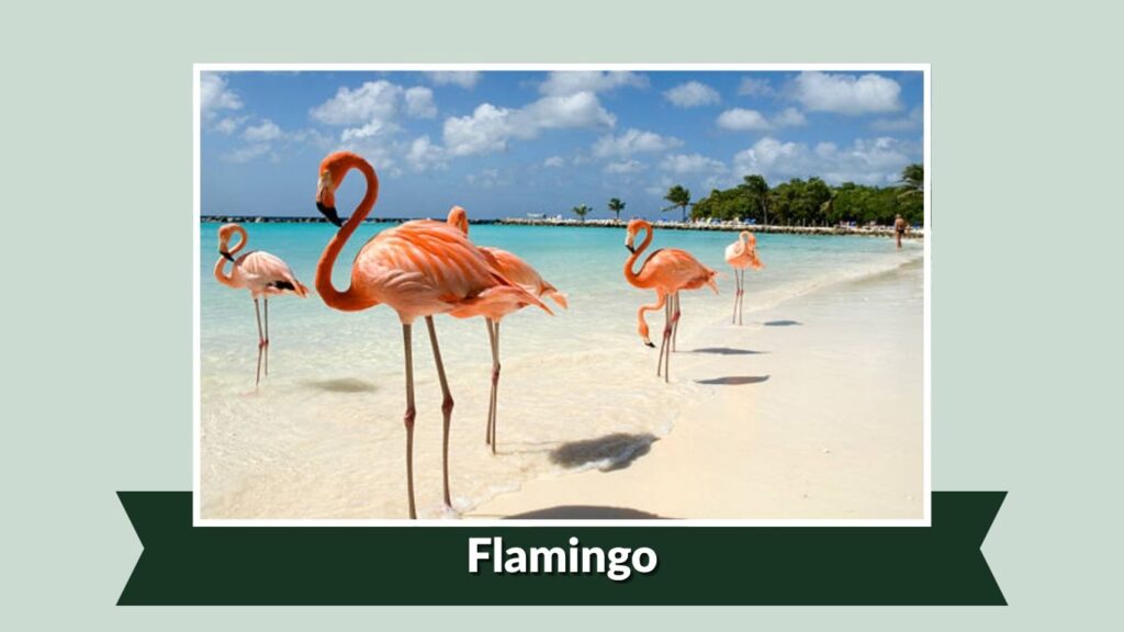  Flamingo