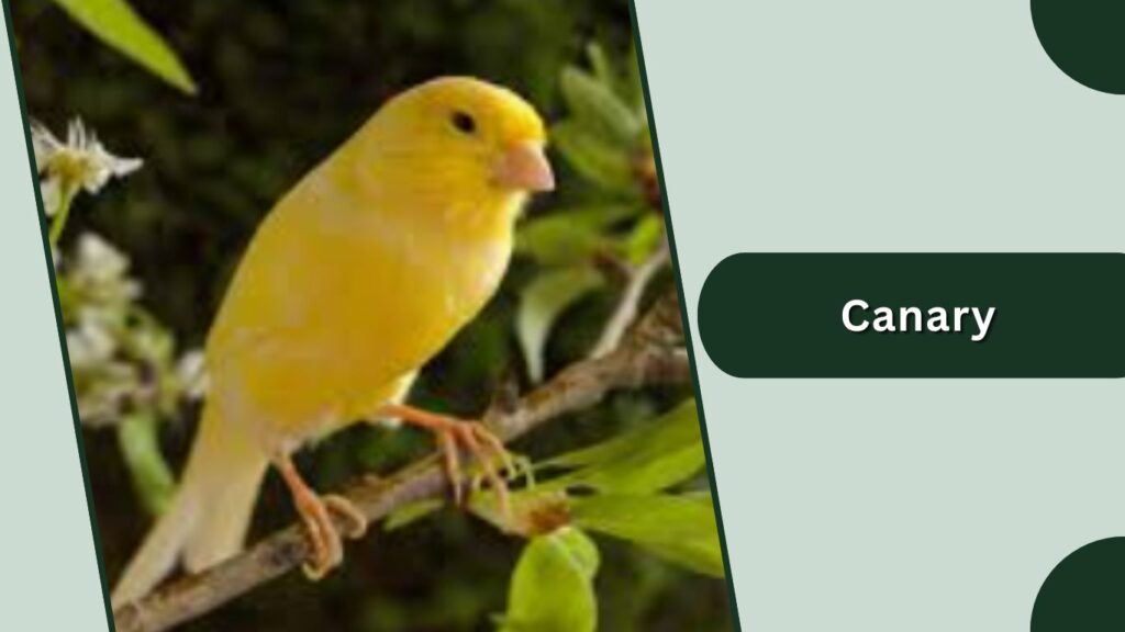 Canary