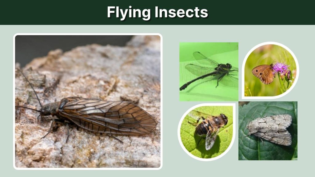 Flying Insects