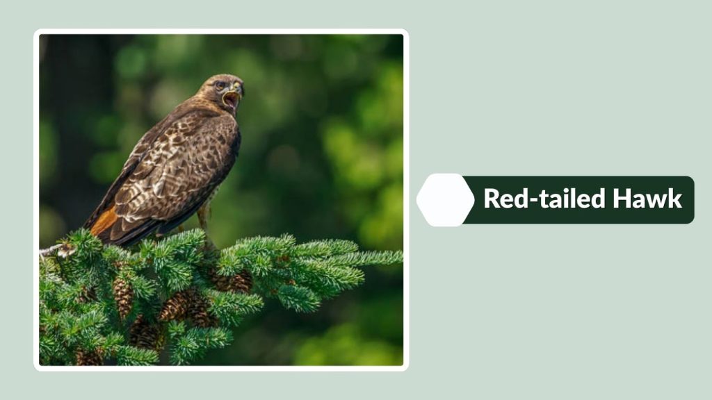 Red-tailed Hawk