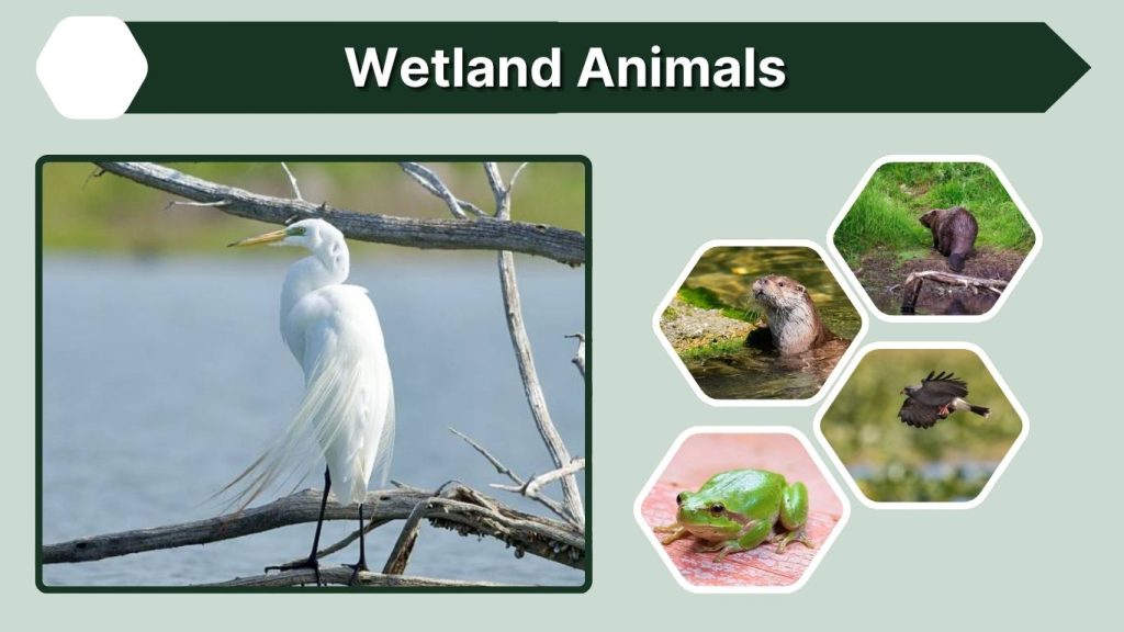 Wetland Animals