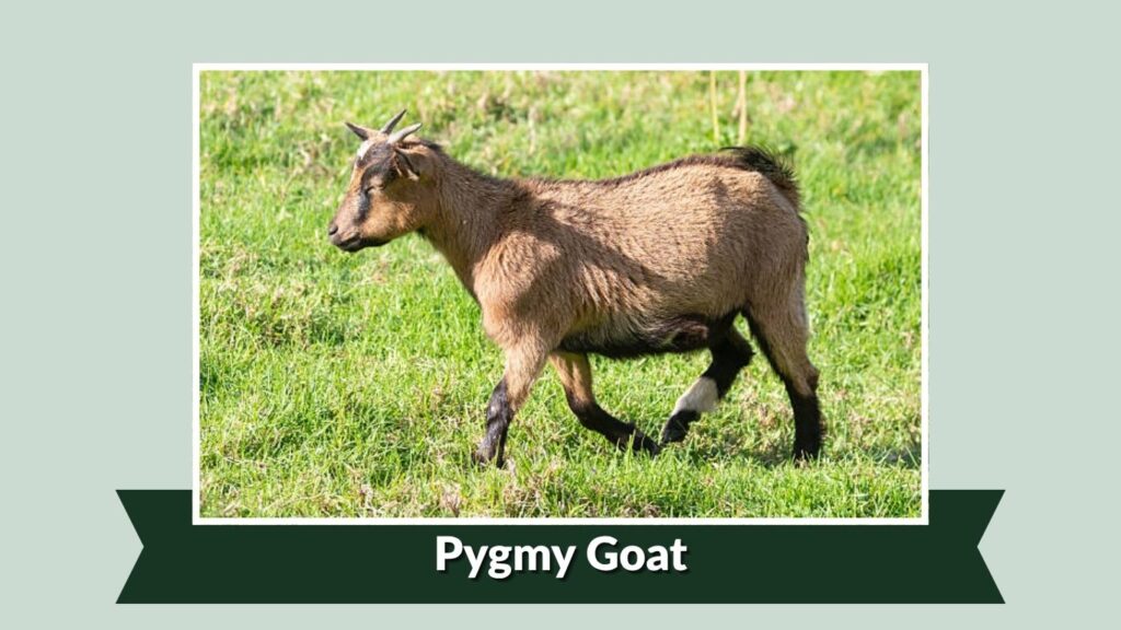 Pygmy Goat