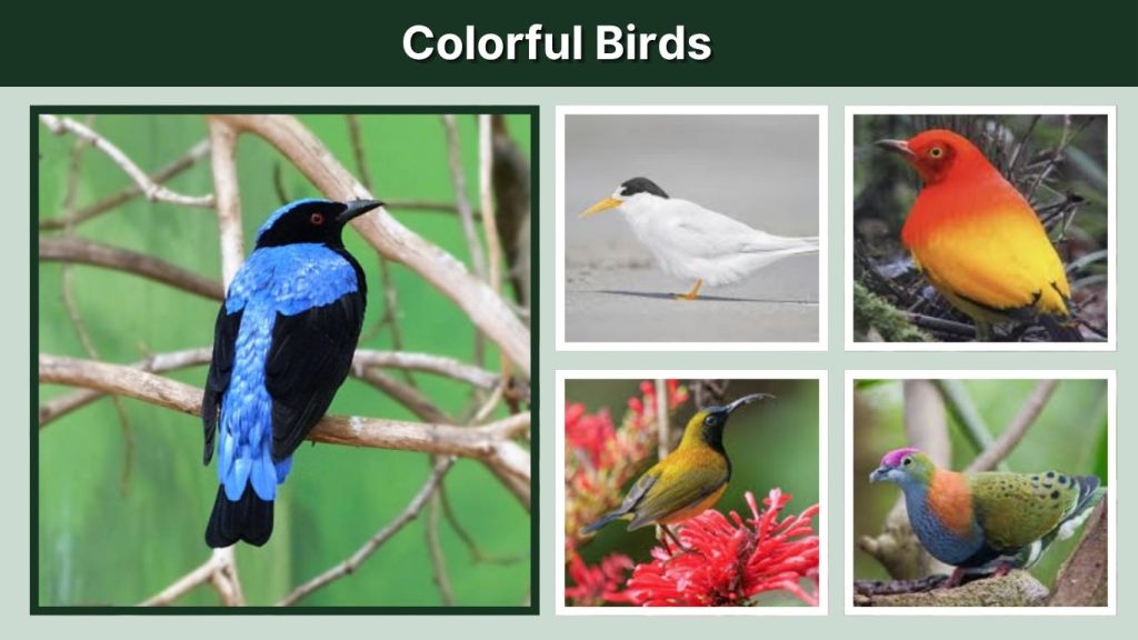 Colorful Birds