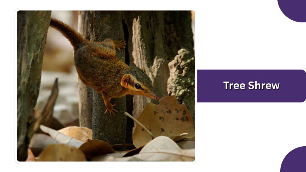 Tree Shrew