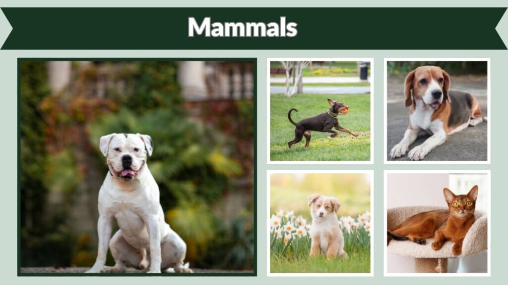 Mammals