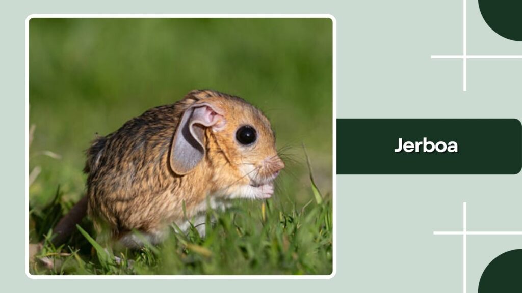 Jerboa