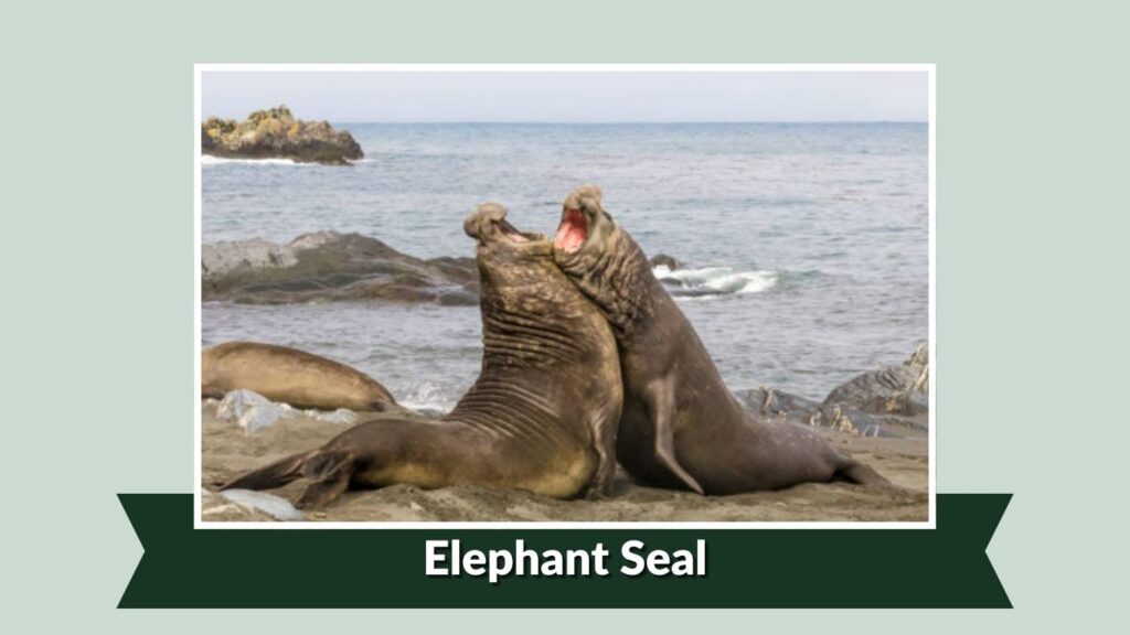  Elephant Seal