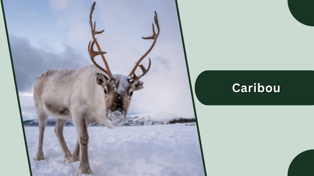Caribou