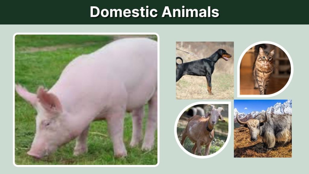  Domestic Animals