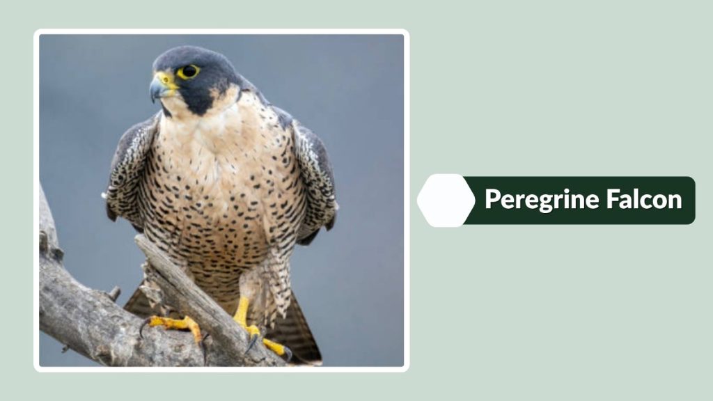 Peregrine Falcon