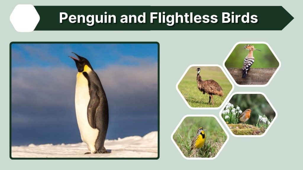 Penguin and Flightless Birds