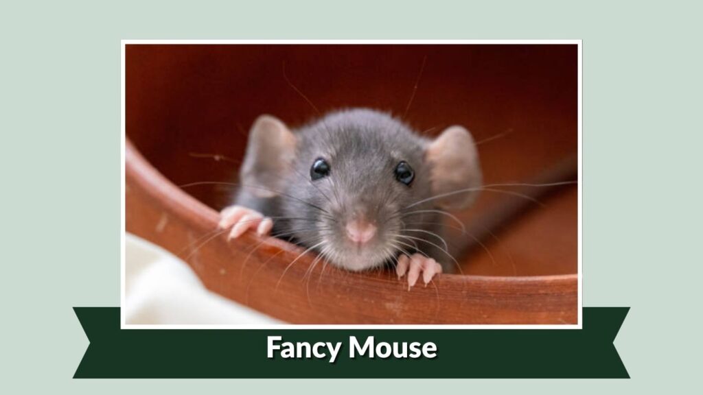 Fancy Mouse