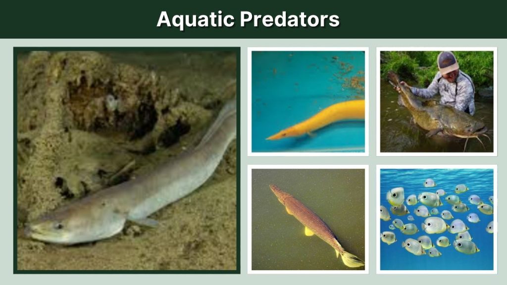 Aquatic Predators