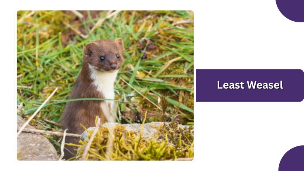 Least Weasel