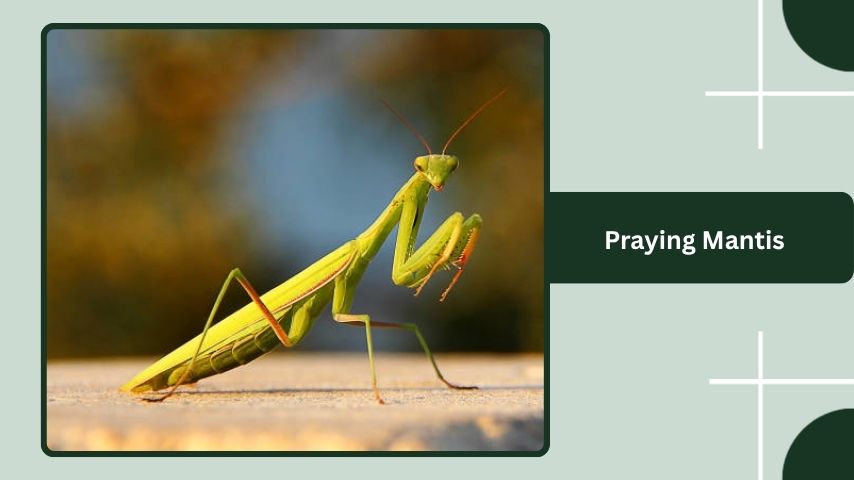 Praying Mantis