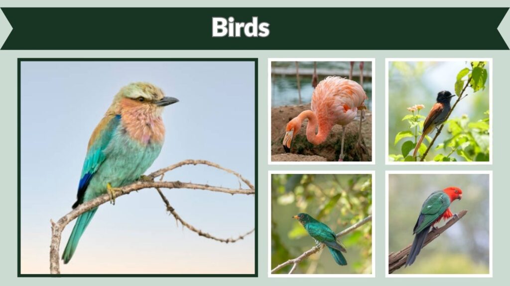  Birds