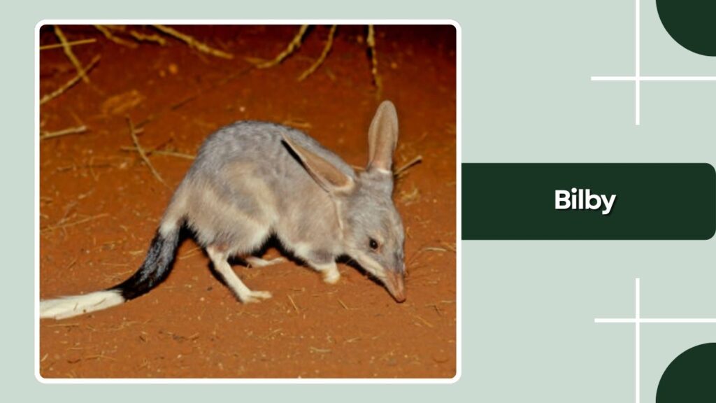 Bilby