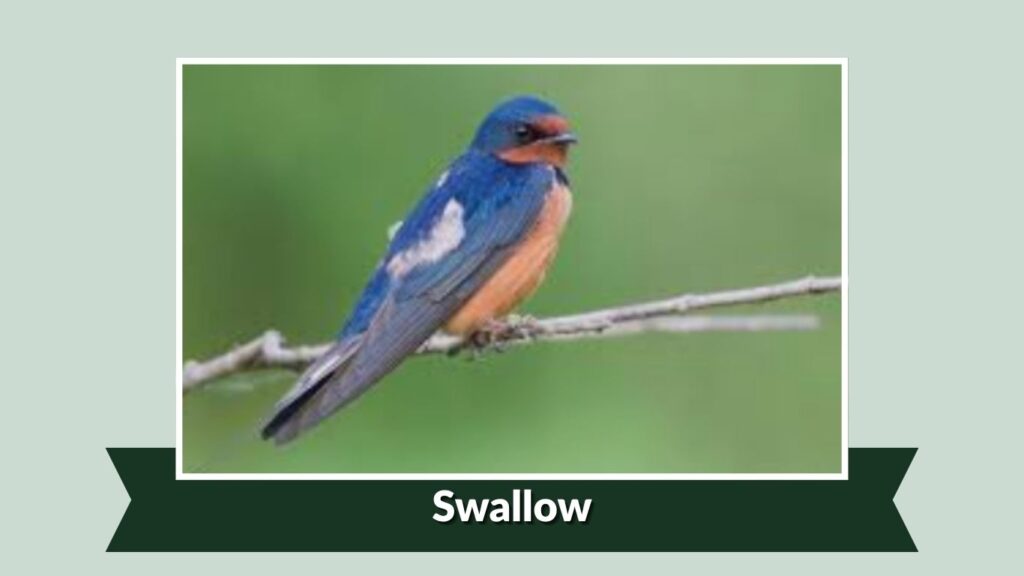  Swallow