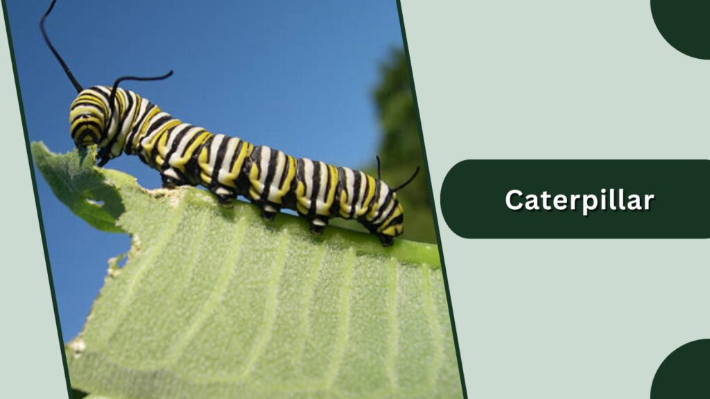 Caterpillar