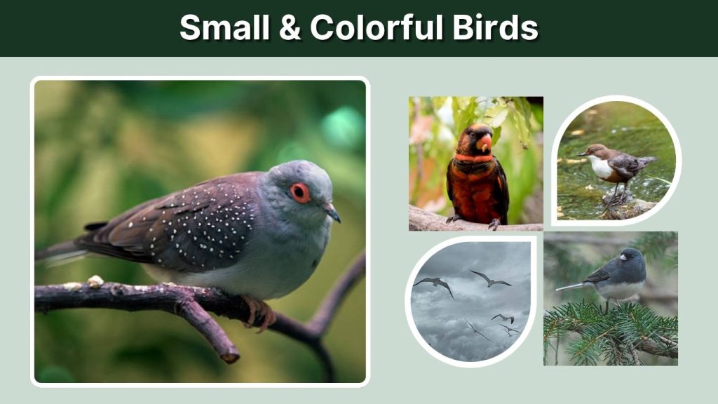 Small & Colorful Birds