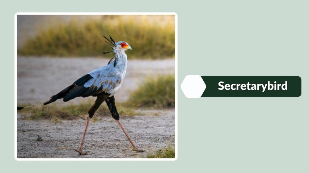 Secretarybird