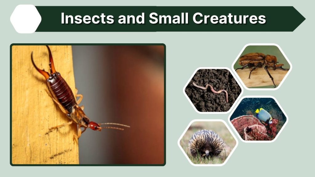 Insects and Small Creatures