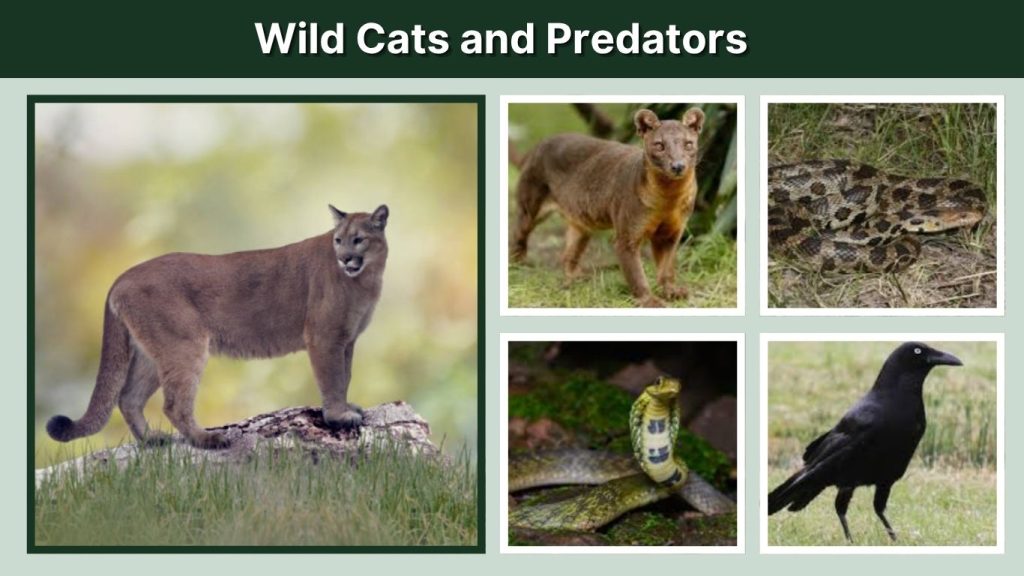 Wild Cats and Predators