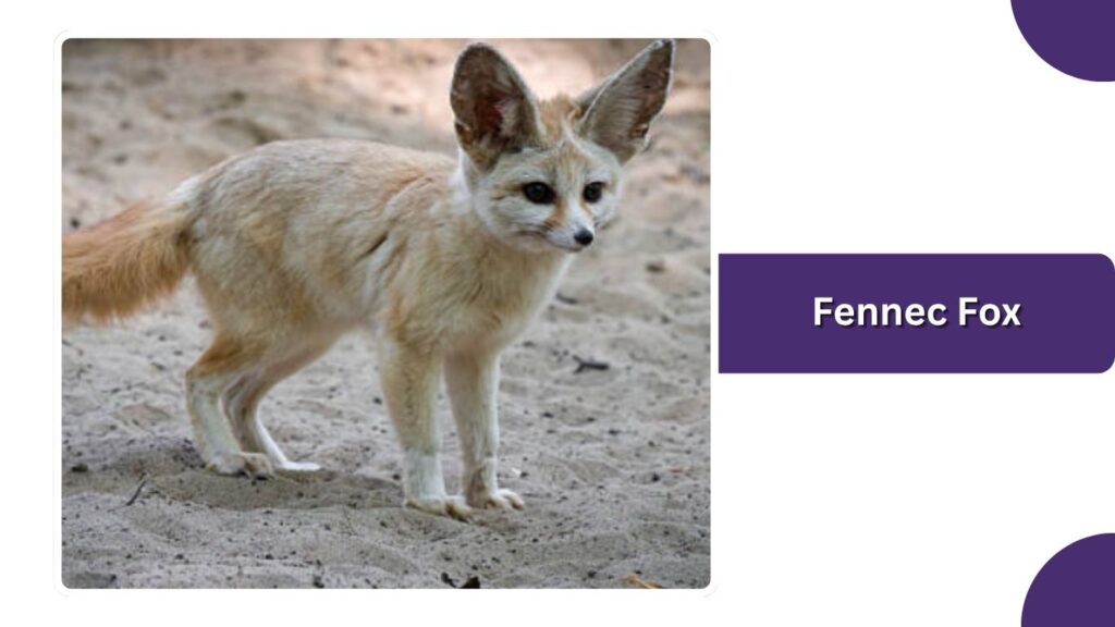 Fennec Fox