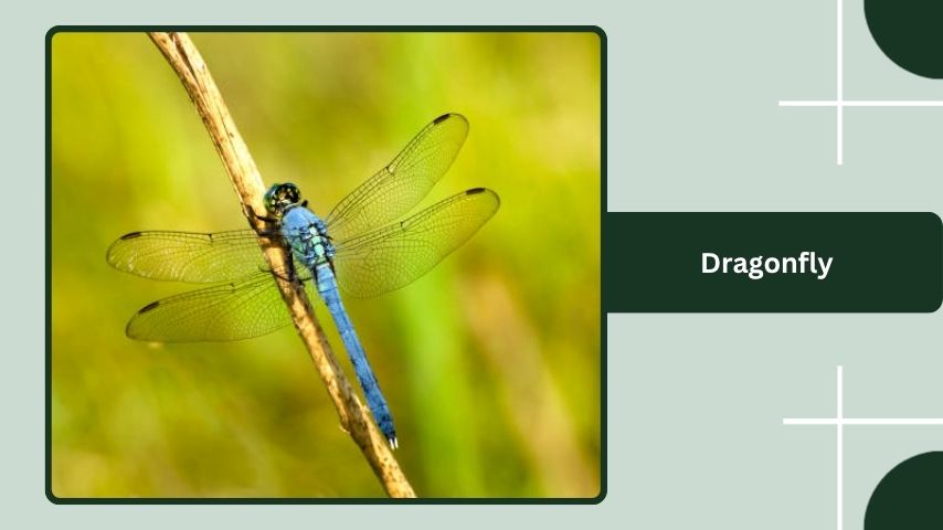 Dragonfly