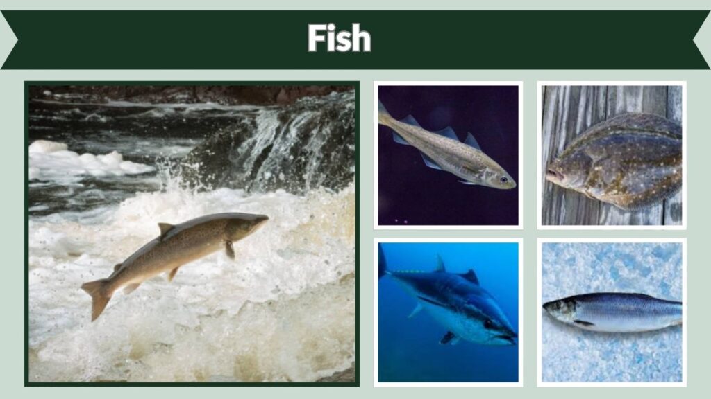 Fish