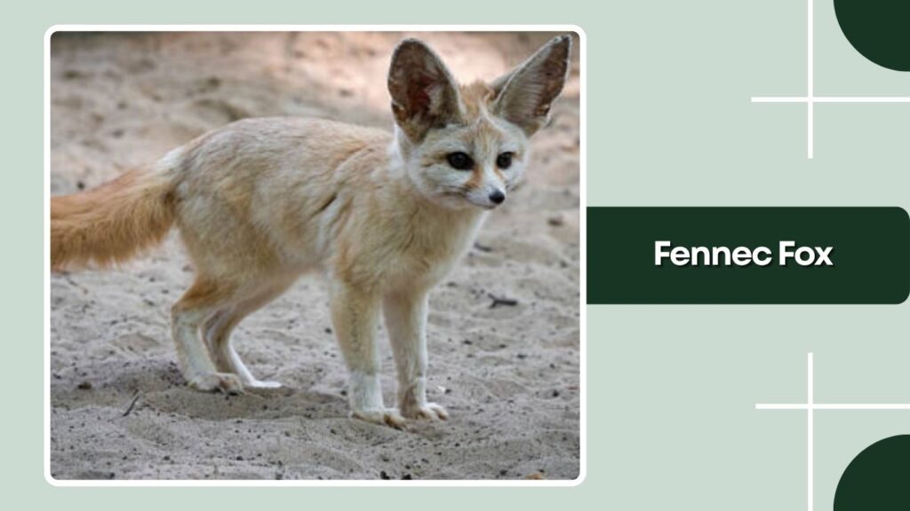 Fennec Fox
