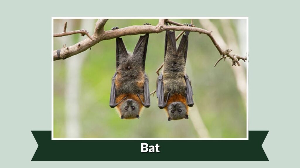  Bat