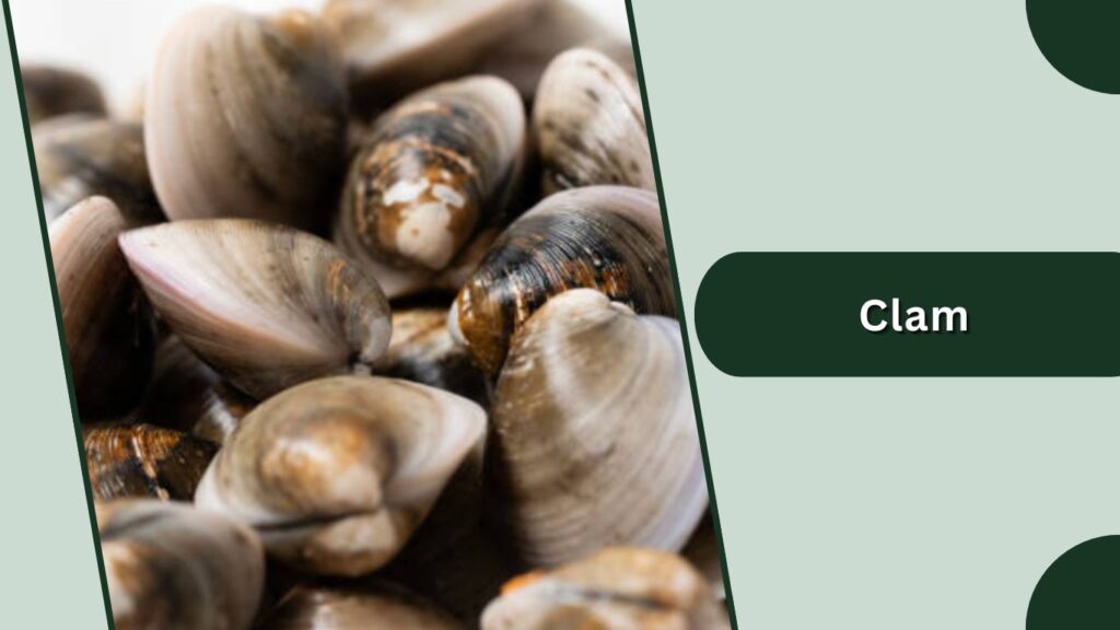 Clam
