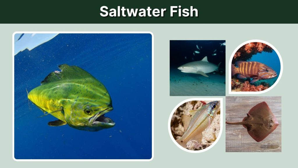 Saltwater Fish
