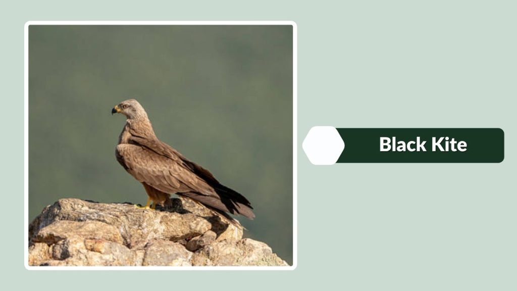 Black Kite