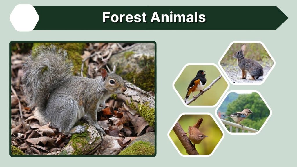 Forest Animals