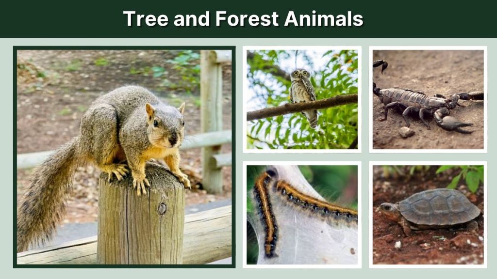 Tree and Forest Animals