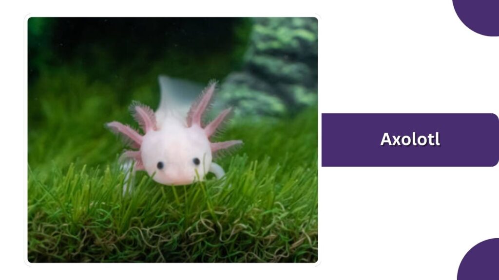 Axolotl