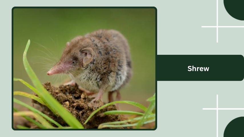 Shrew