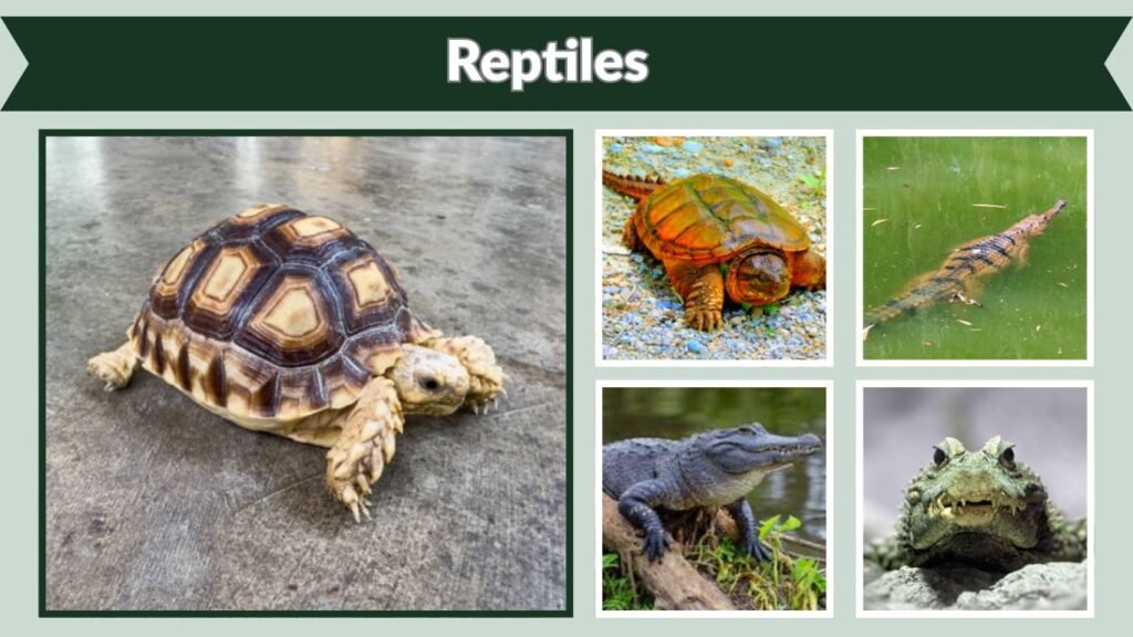  Reptiles