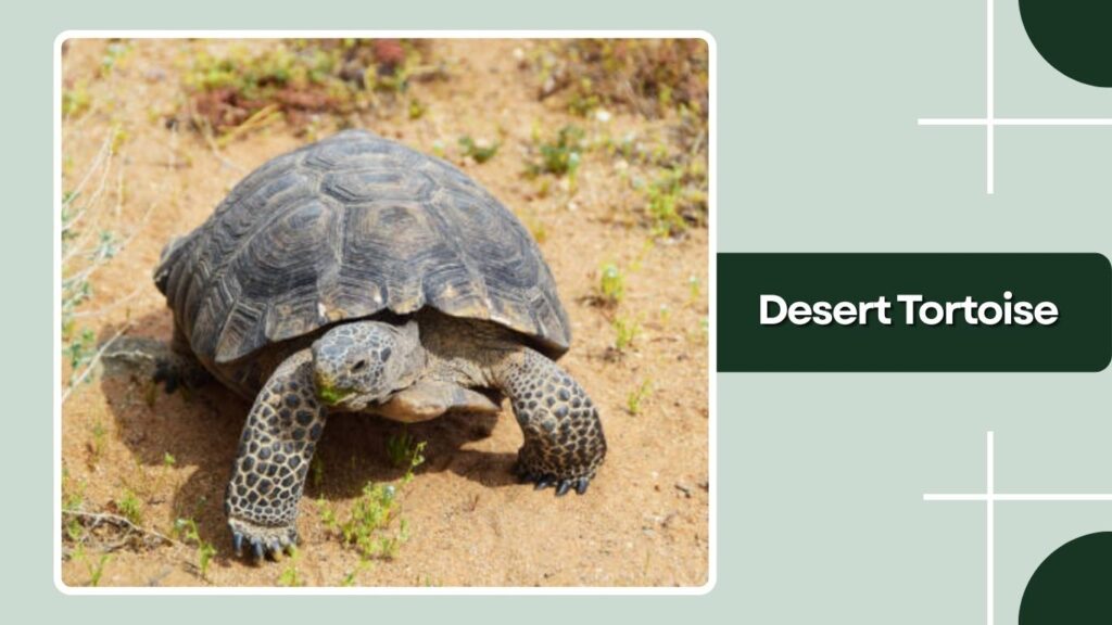 Desert Tortoise