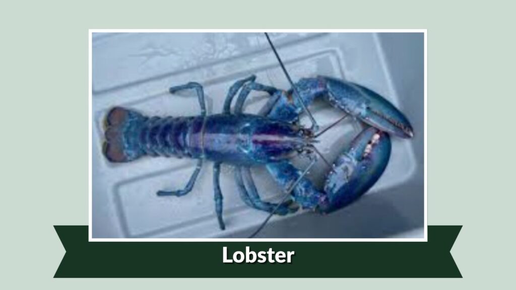Lobster