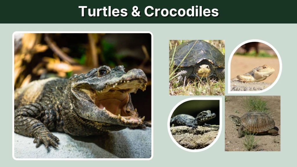 Turtles & Crocodiles