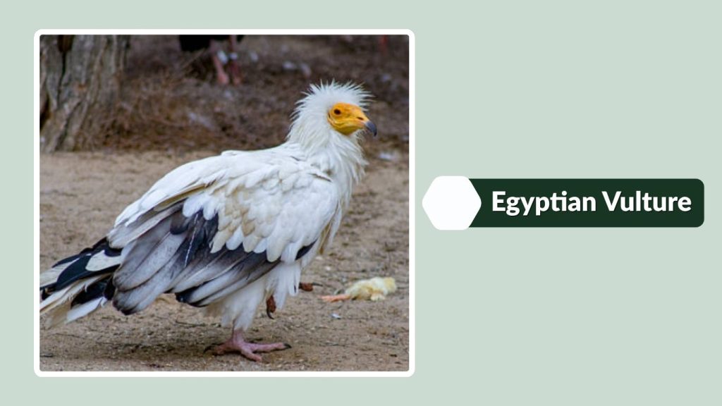 Egyptian Vulture