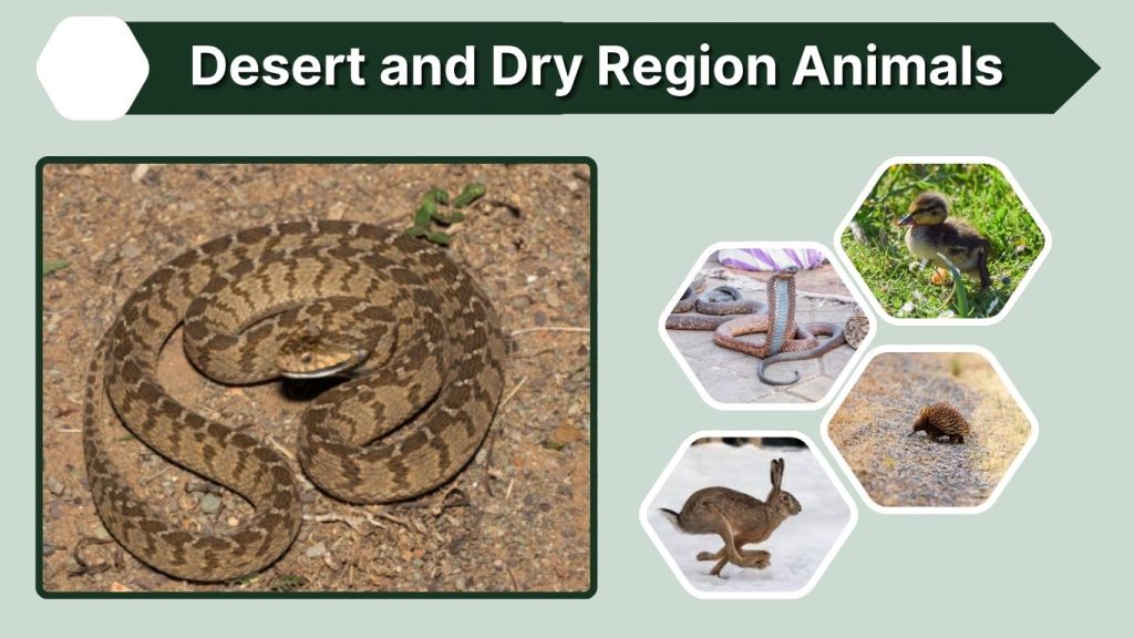 Desert and Dry Region Animals