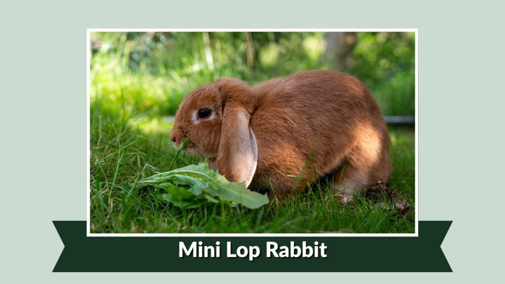 Mini Lop Rabbit