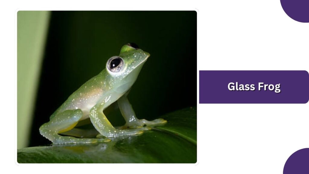 Glass Frog