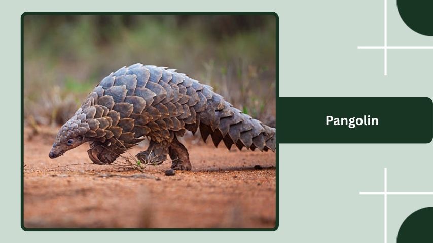 Pangolin